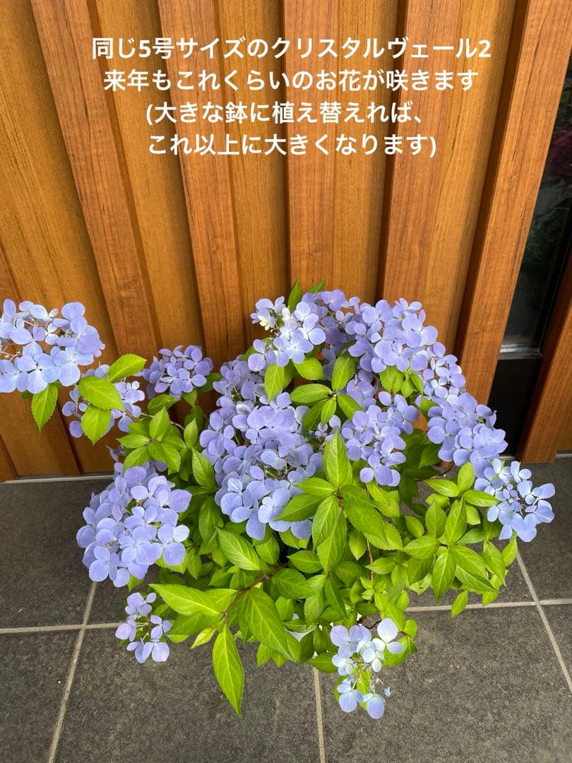 【花苗】5号大苗 PW 正規品 ラグランジア クリスタルヴェール2　現品発送　①