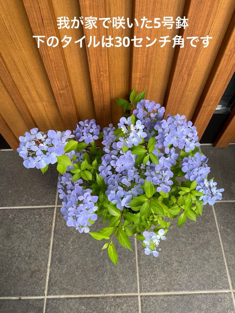 【花苗】5号大苗 PW 正規品 ラグランジア クリスタルヴェール2　現品発送　①