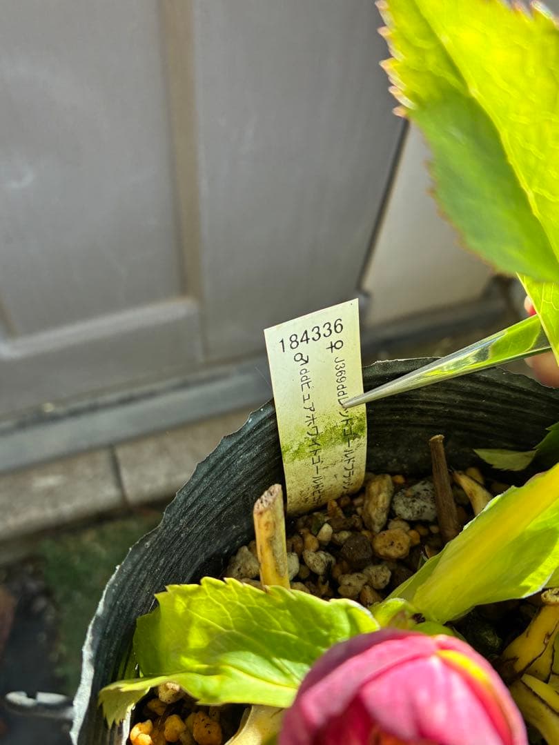 ♡加藤農園♡ホワイトゴールドベイン迫力