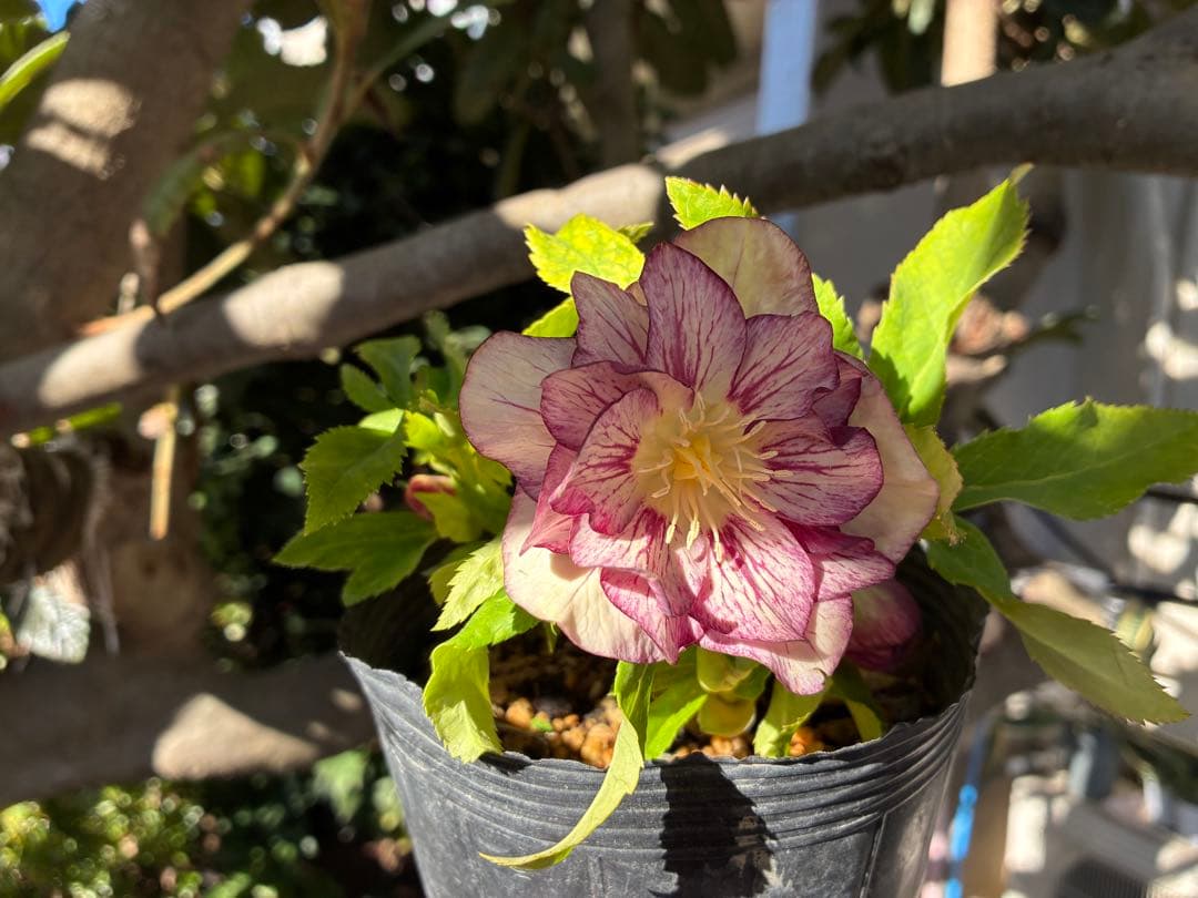 ♡加藤農園♡ホワイトゴールドベイン迫力