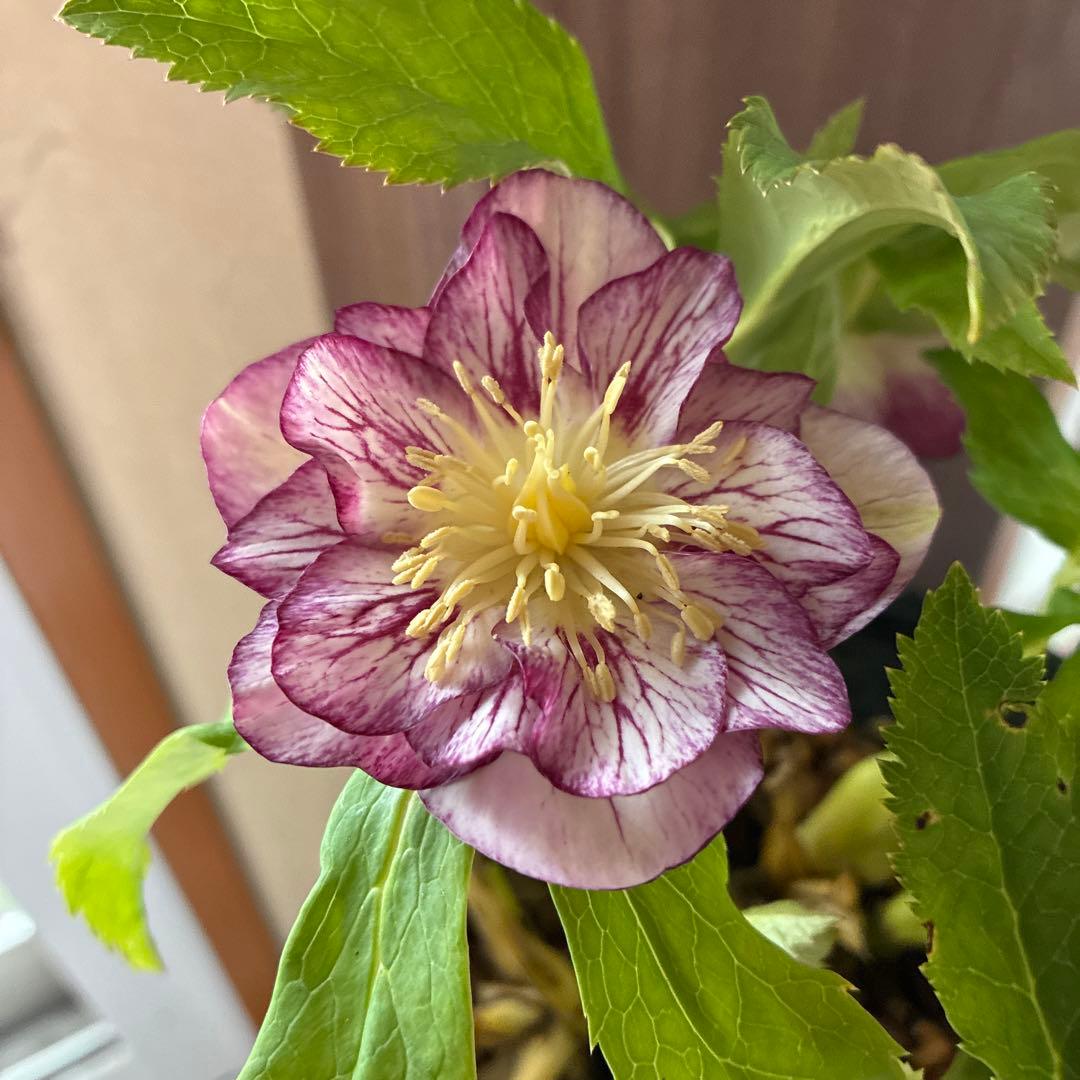 ♡加藤農園♡ホワイトゴールドベイン迫力