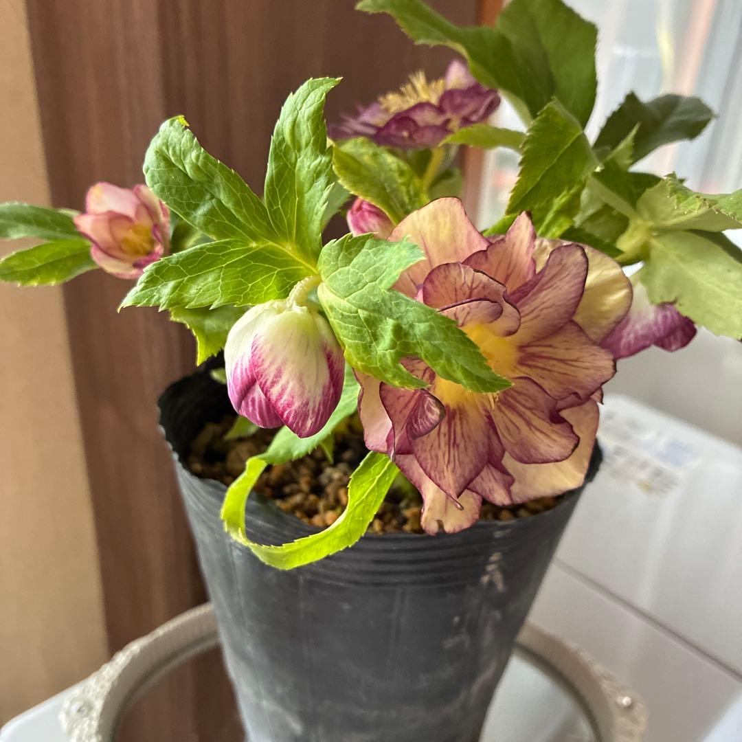 ♡加藤農園♡ホワイトゴールドベイン迫力