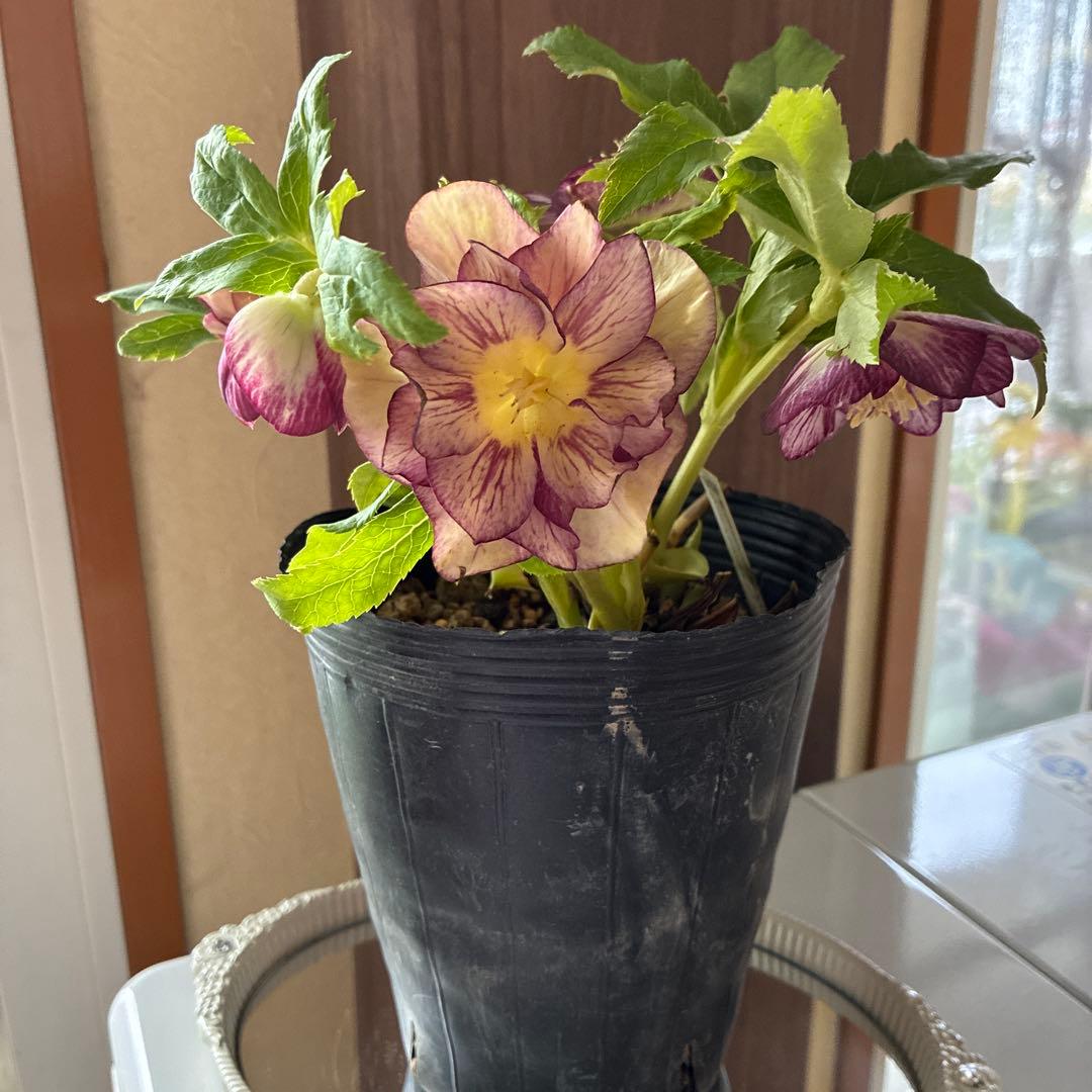 ♡加藤農園♡ホワイトゴールドベイン迫力