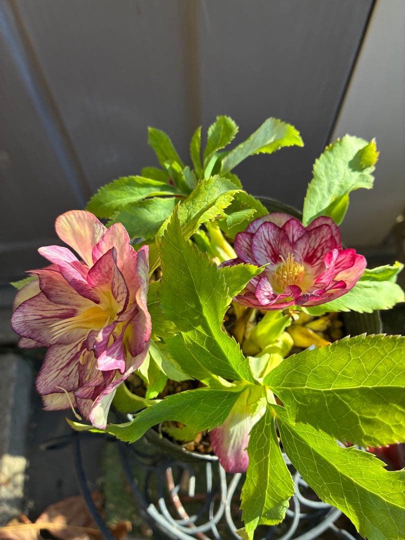 ♡加藤農園♡ホワイトゴールドベイン迫力