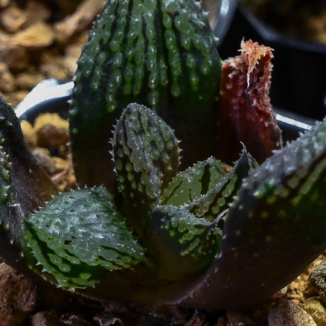 ハオルチア 闇の森