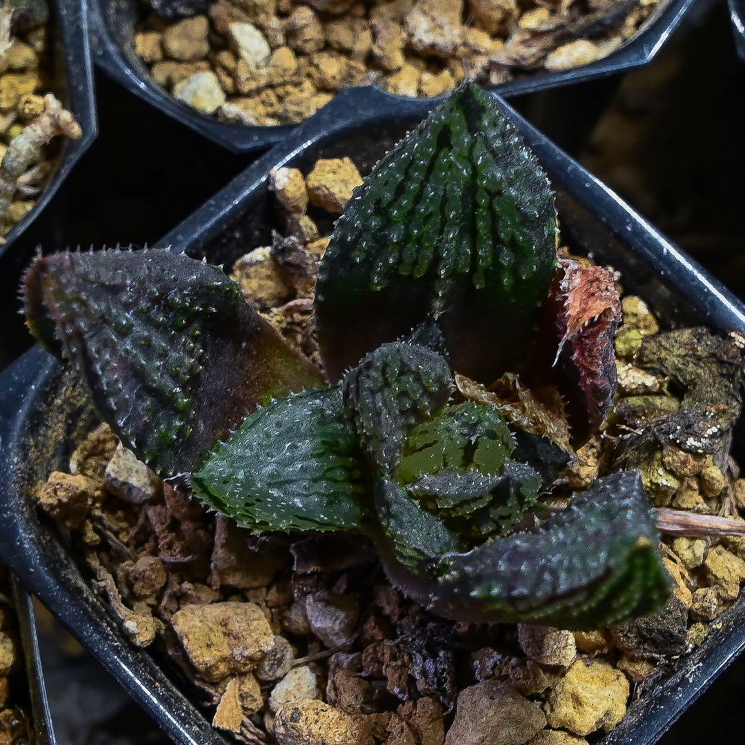 ハオルチア 闇の森