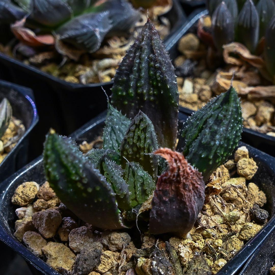 ハオルチア 闇の森