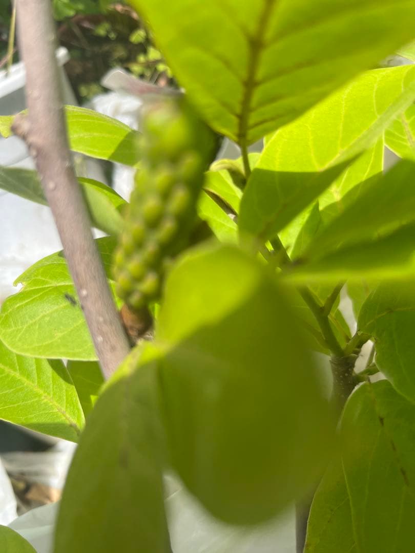 (はく)モクレン 苗木 マグノリア 白木蓮 華やかな芳香 約80㌢ 宅急便