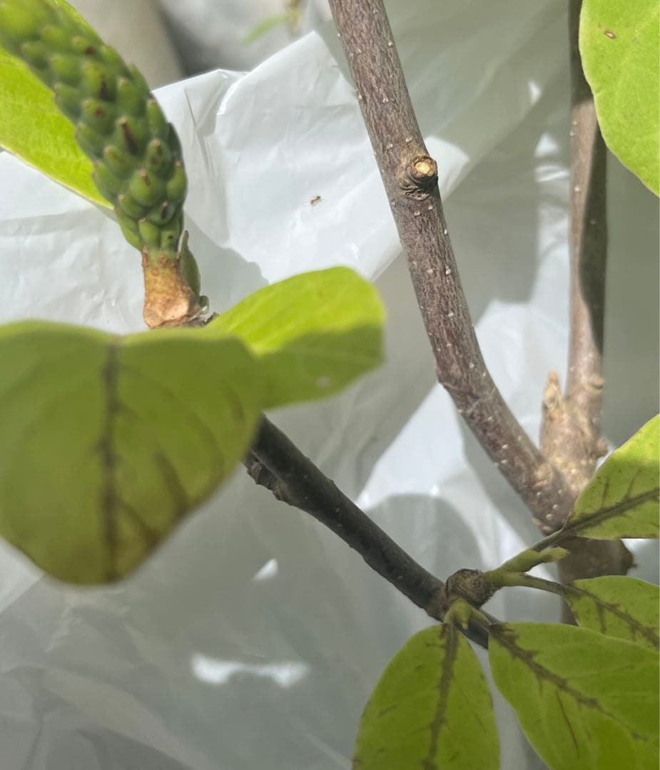 (はく)モクレン 苗木 マグノリア 白木蓮 華やかな芳香 約80㌢ 宅急便