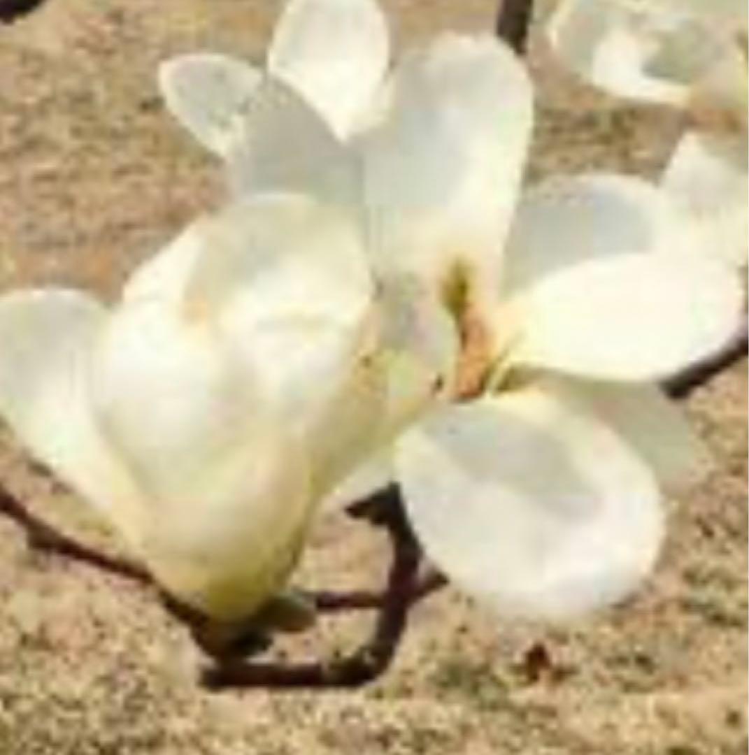 (はく)モクレン 苗木 マグノリア 白木蓮 華やかな芳香 約80㌢ 宅急便
