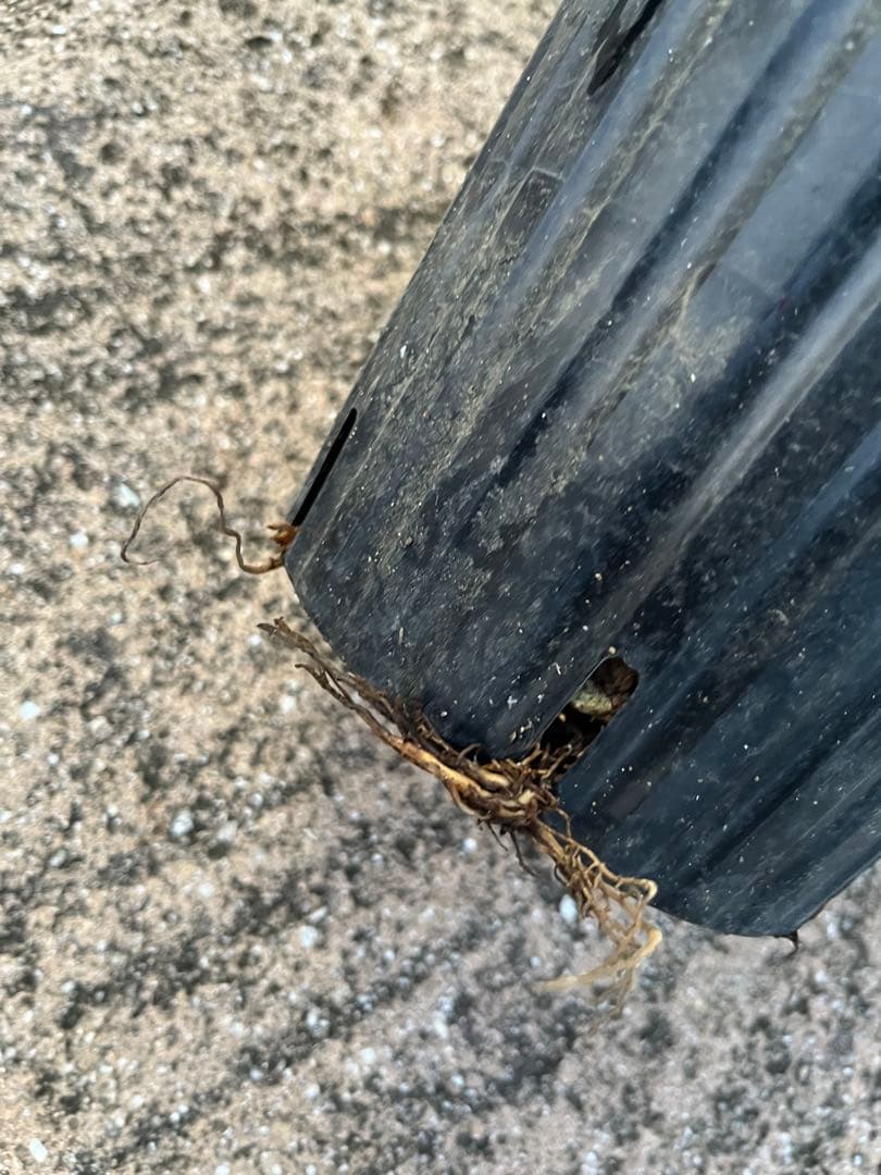 (はく)モクレン 苗木 マグノリア 白木蓮 華やかな芳香 約80㌢ 宅急便