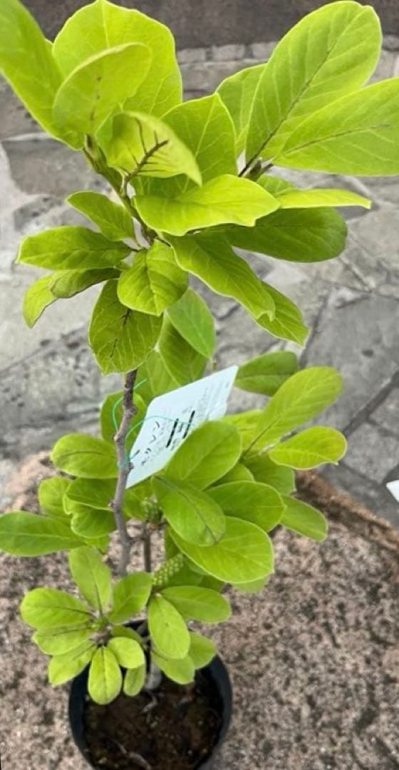 (はく)モクレン 苗木 マグノリア 白木蓮 華やかな芳香 約80㌢ 宅急便