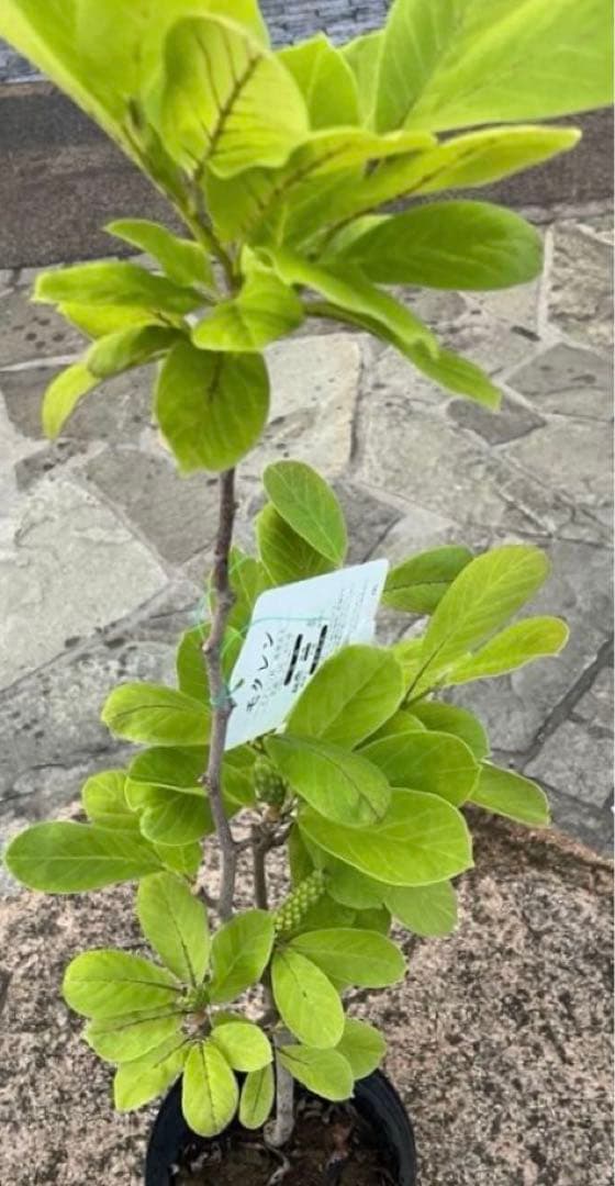 (はく)モクレン 苗木 マグノリア 白木蓮 華やかな芳香 約80㌢ 宅急便