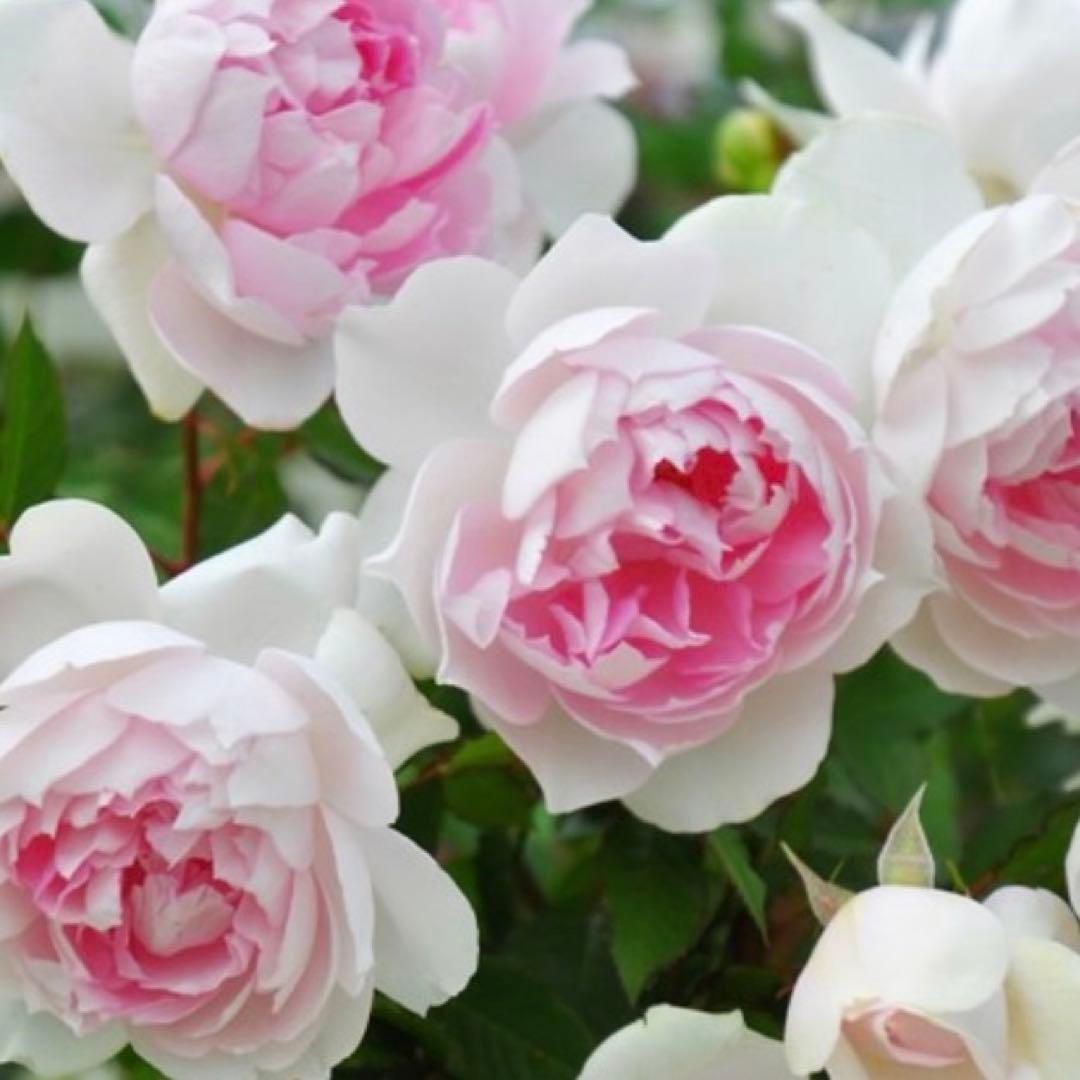 ⭐️ ご購入前にコメントをお願いします 40 バラ苗 バラ挿し木苗 強健