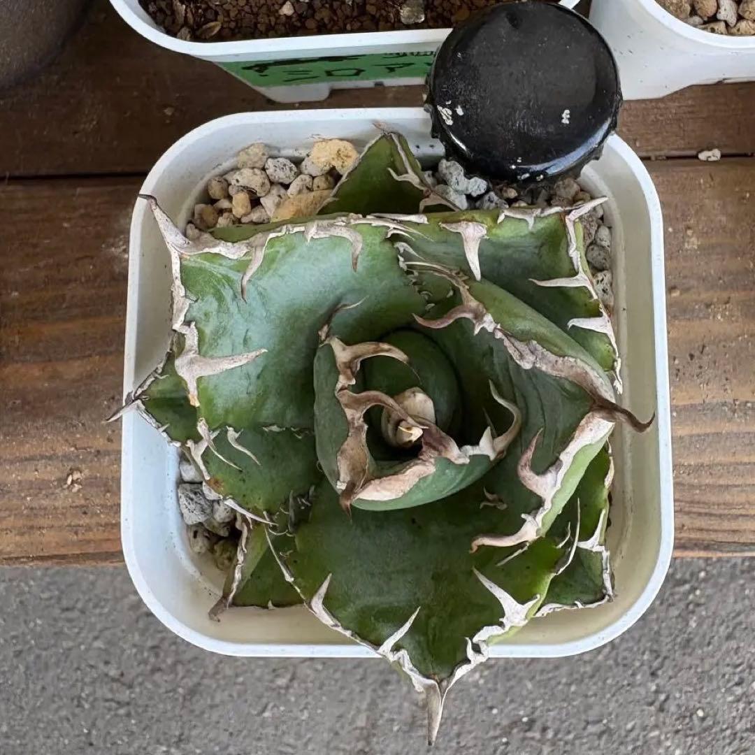 タイ産☆特選良質☆アガベチタノタボール白鯨子株☆送料込み☆検索陽炎