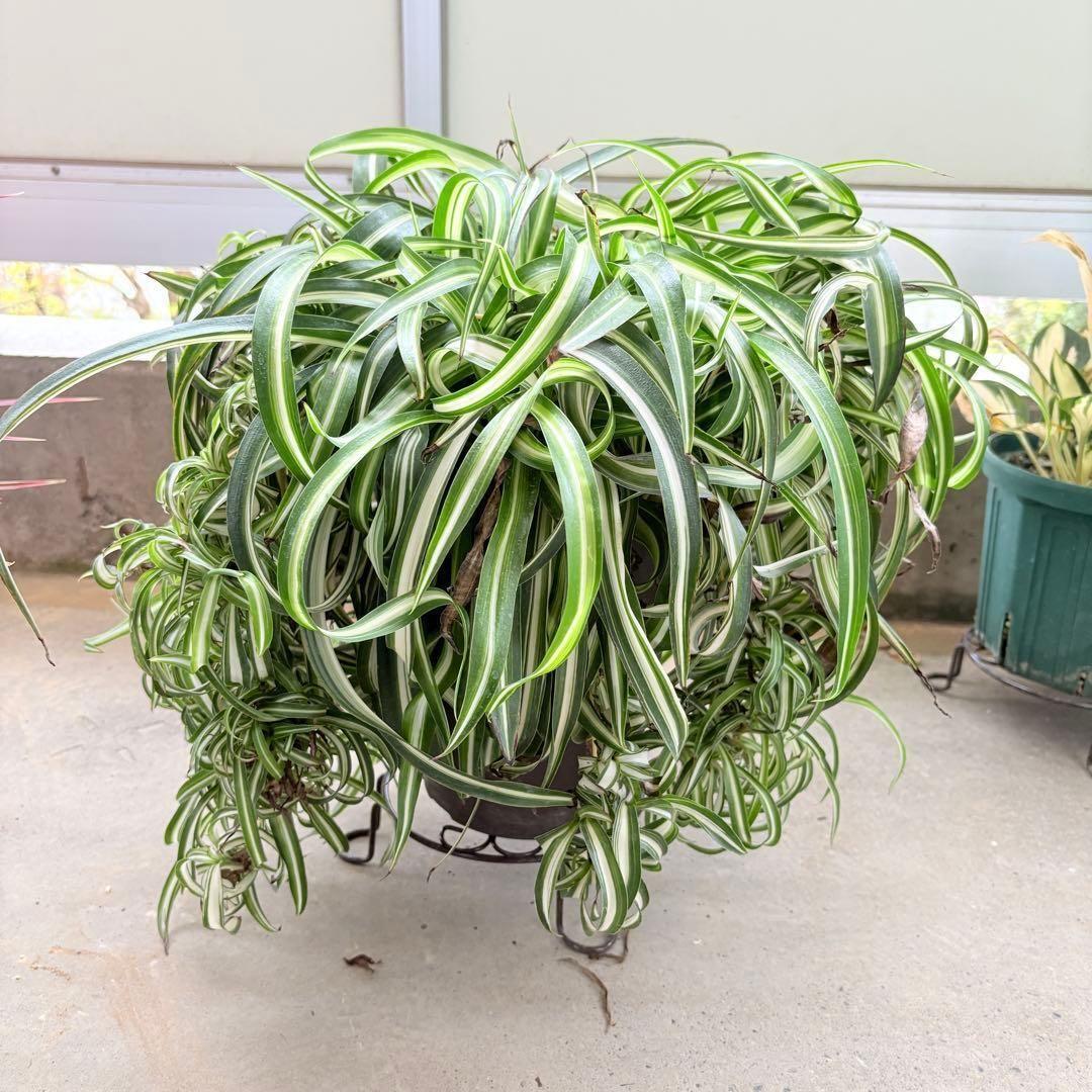 オリヅルランボニー 大型 2