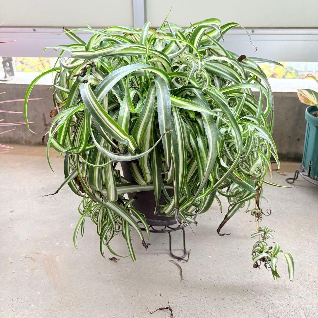 オリヅルランボニー 大型 2