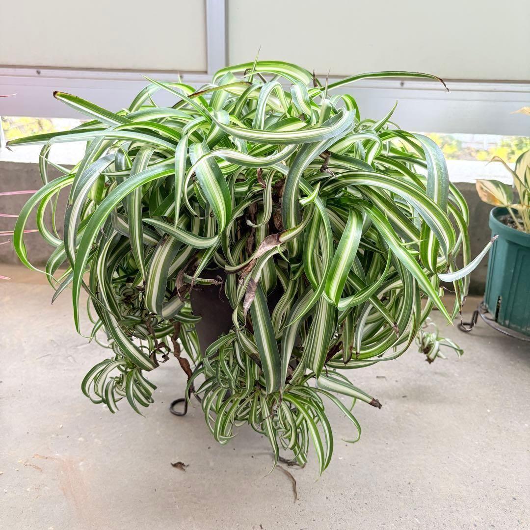 オリヅルランボニー 大型 2