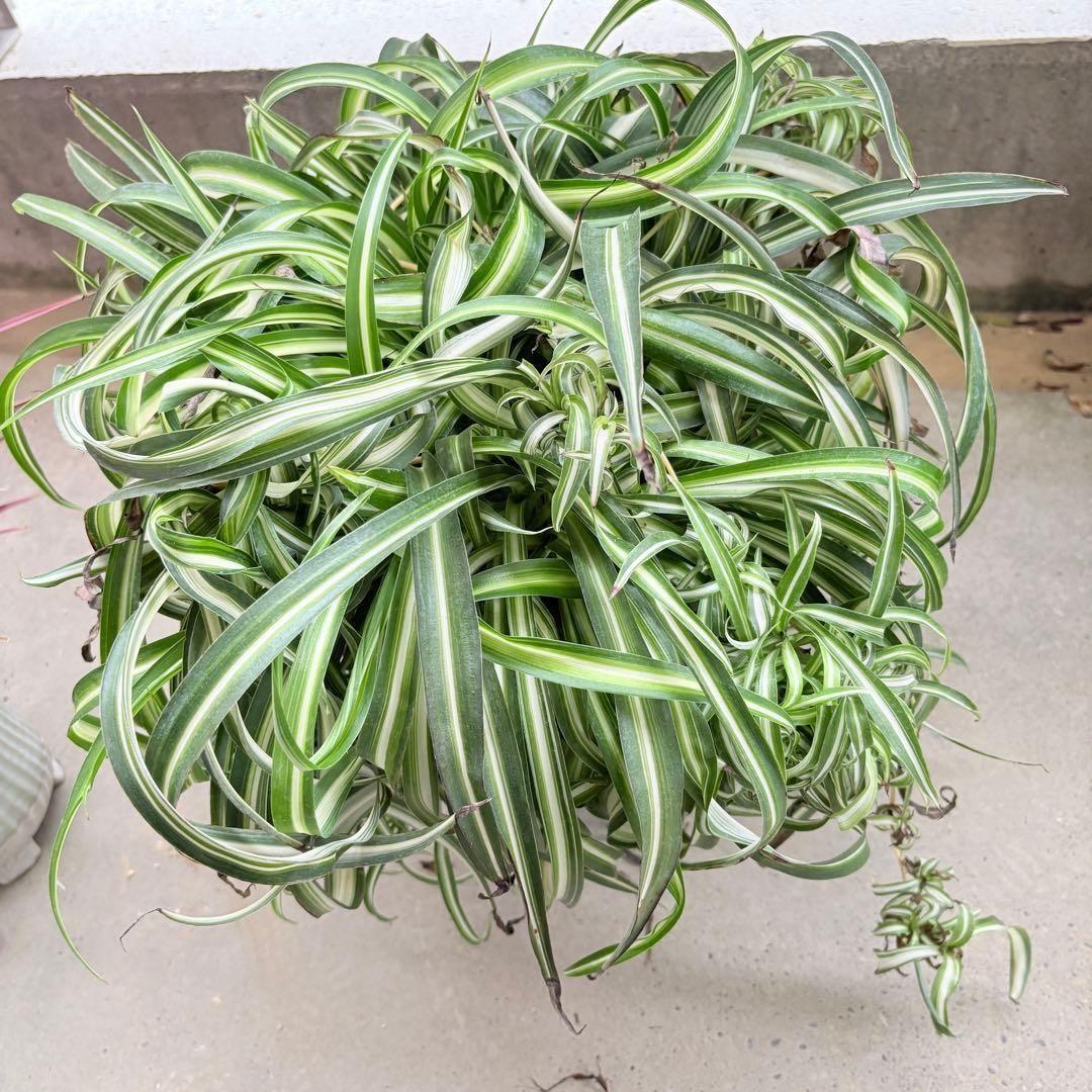 オリヅルランボニー 大型 2