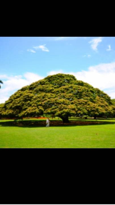 モンキーポット一枚板テーブル 最終お値下げ！