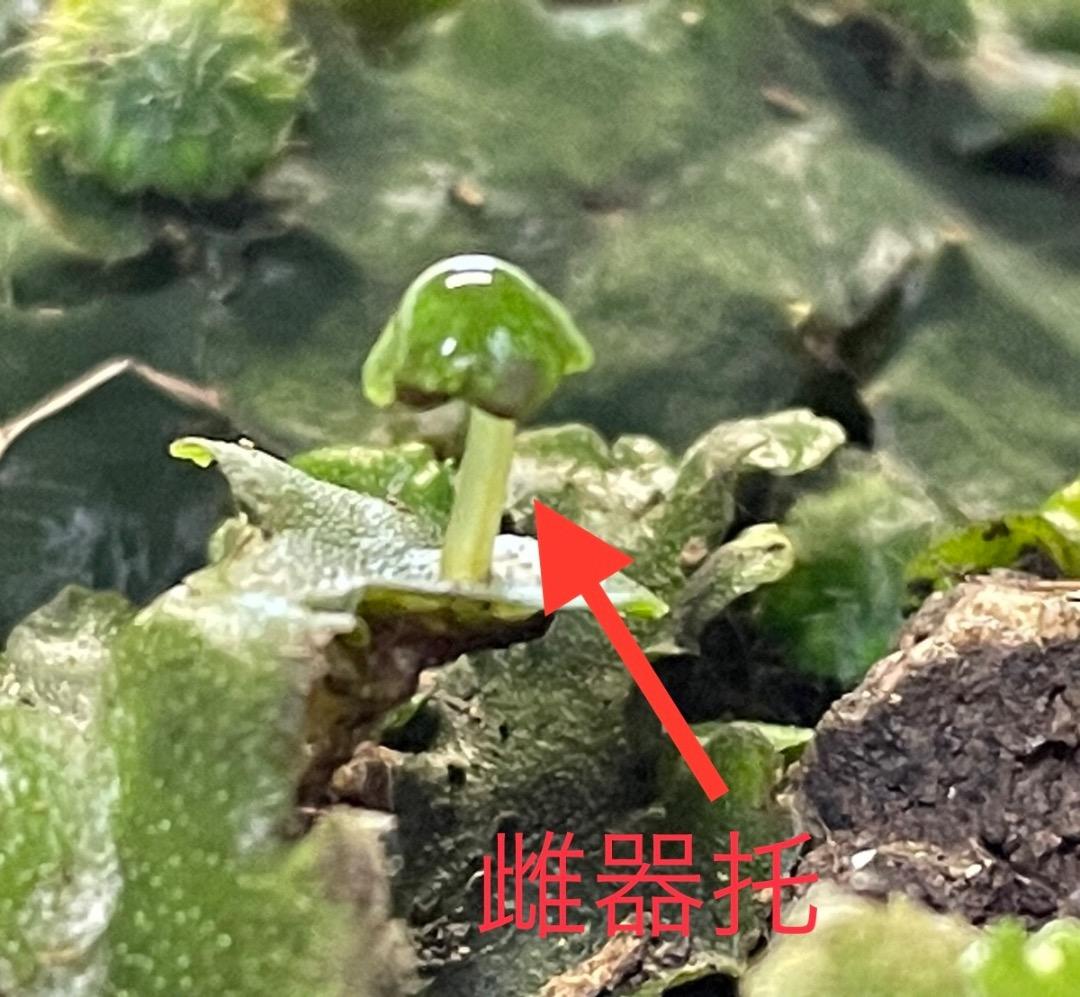 ジャゴケ(蛇苔)  　リクエスト用ページ　イモリウム　アクアリウム　観賞用天然苔