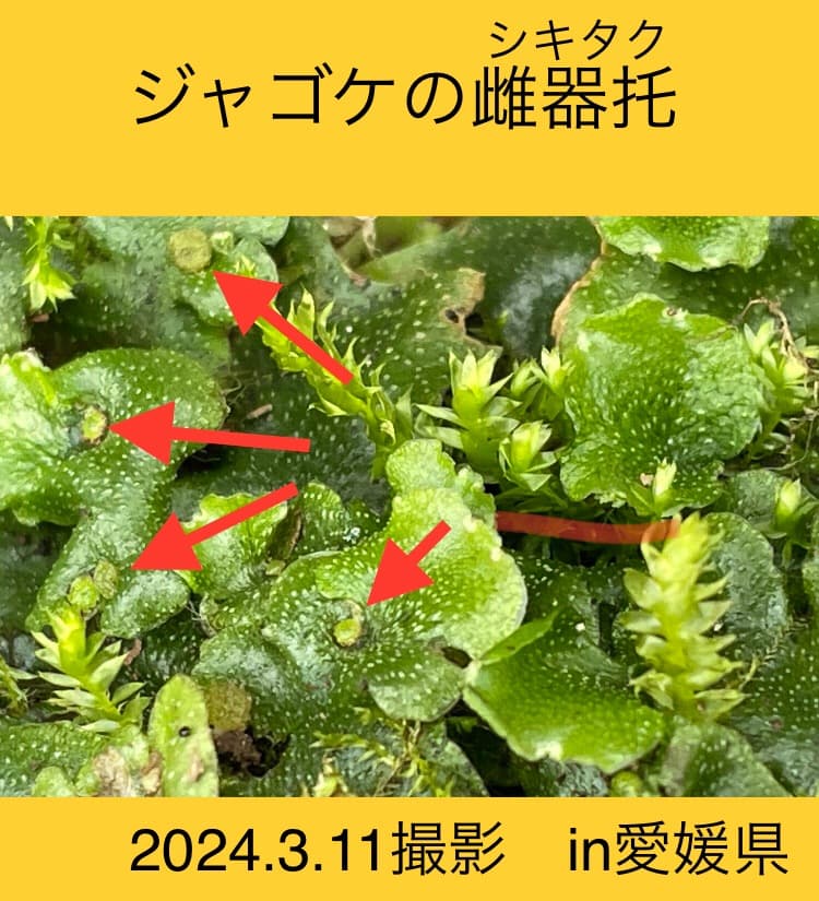 ジャゴケ(蛇苔)  　リクエスト用ページ　イモリウム　アクアリウム　観賞用天然苔