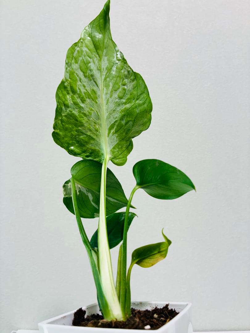 美株】モンステラ バルバソウBulbasaur 散り斑 中小株 - メルカリ