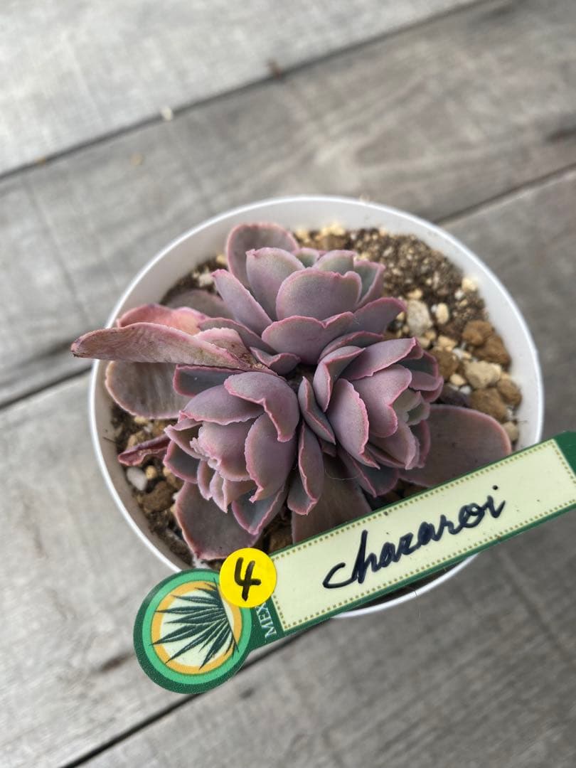 4 三頭　原種　チャザロイ　Chazaroi エケベリア 紫色