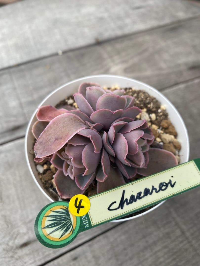 4 三頭　原種　チャザロイ　Chazaroi エケベリア 紫色