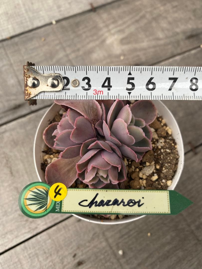 4 三頭　原種　チャザロイ　Chazaroi エケベリア 紫色