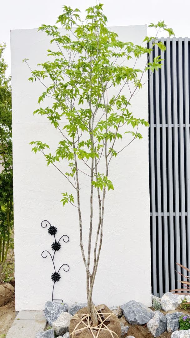 美形。山採りアオダモ 2.8M(鉢底から)品番A