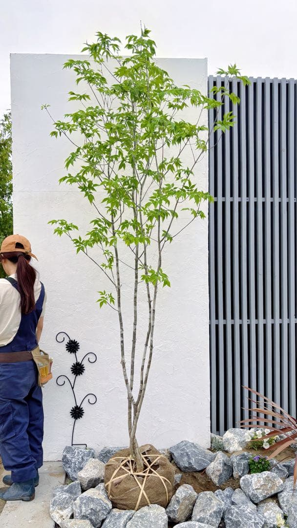 美形。山採りアオダモ 2.8M(鉢底から)品番A