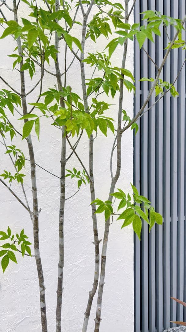 美形。山採りアオダモ 2.8M(鉢底から)品番A