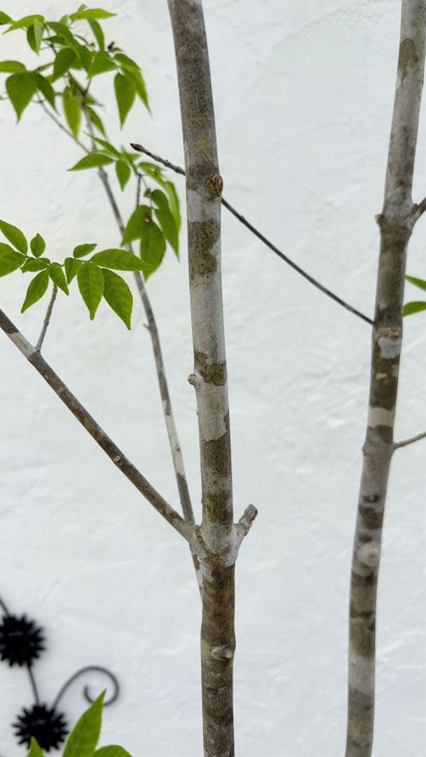 美形。山採りアオダモ 2.8M(鉢底から)品番A