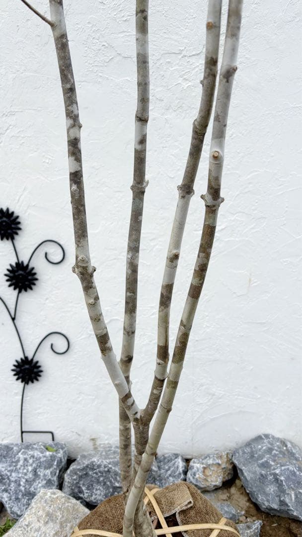 美形。山採りアオダモ 2.8M(鉢底から)品番A