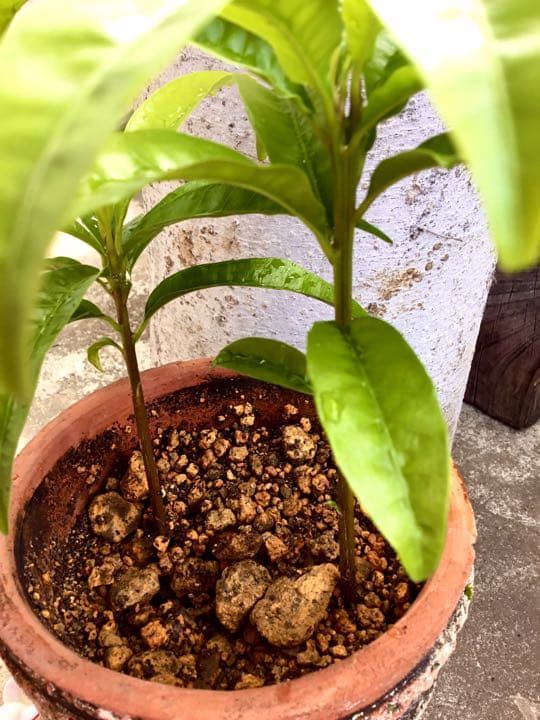 沖縄 宮古島産のカニステル 今年4月に種を植え6月に発芽/超元気いっぱい/2本