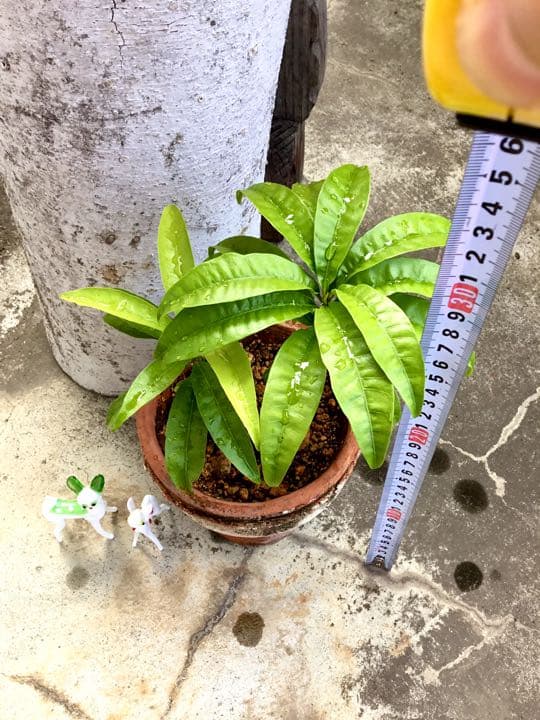 沖縄 宮古島産のカニステル 今年4月に種を植え6月に発芽/超元気いっぱい/2本