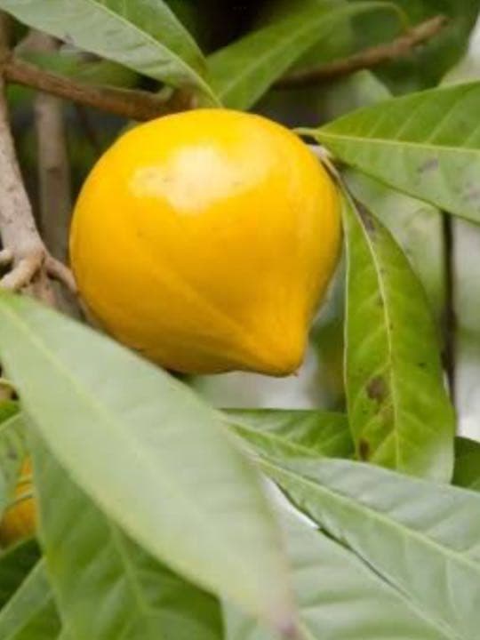 沖縄 宮古島産のカニステル 今年4月に種を植え6月に発芽/超元気いっぱい/2本