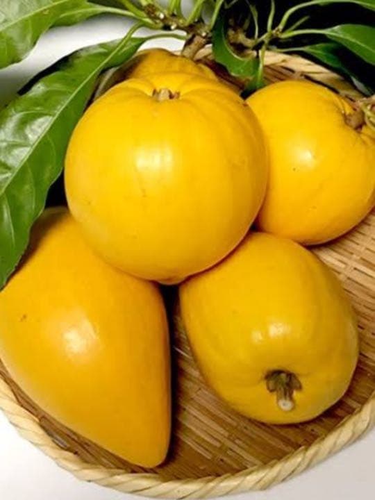 沖縄 宮古島産のカニステル 今年4月に種を植え6月に発芽/超元気いっぱい/2本