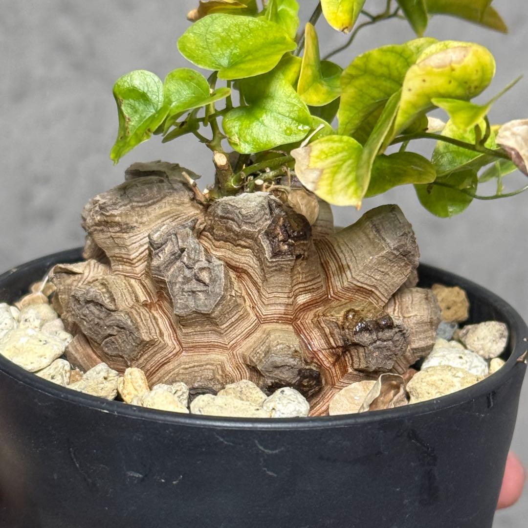 アフリカ亀甲竜　良型