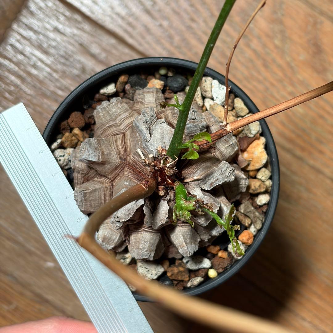 アフリカ亀甲竜　良型