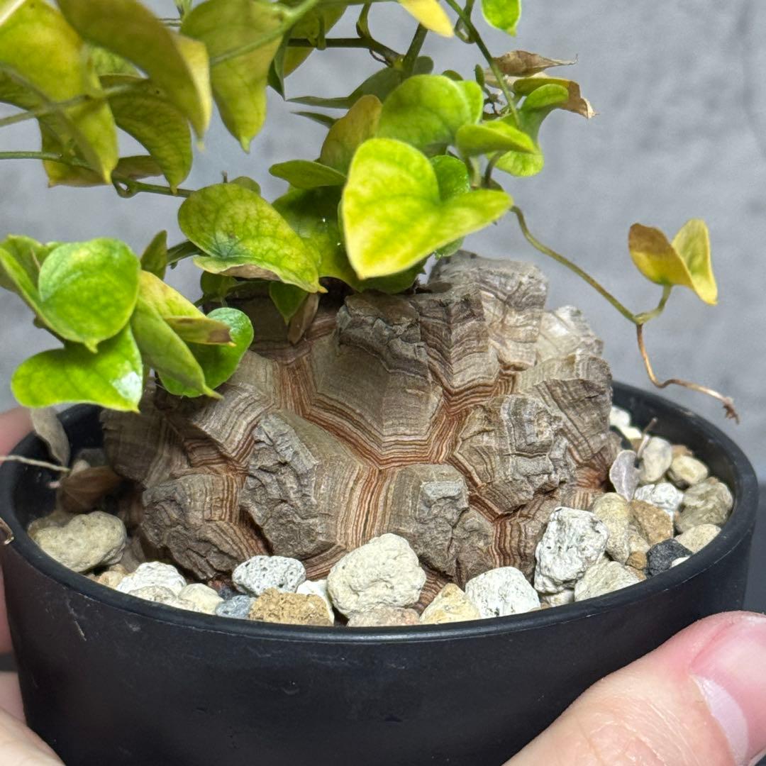 アフリカ亀甲竜　良型