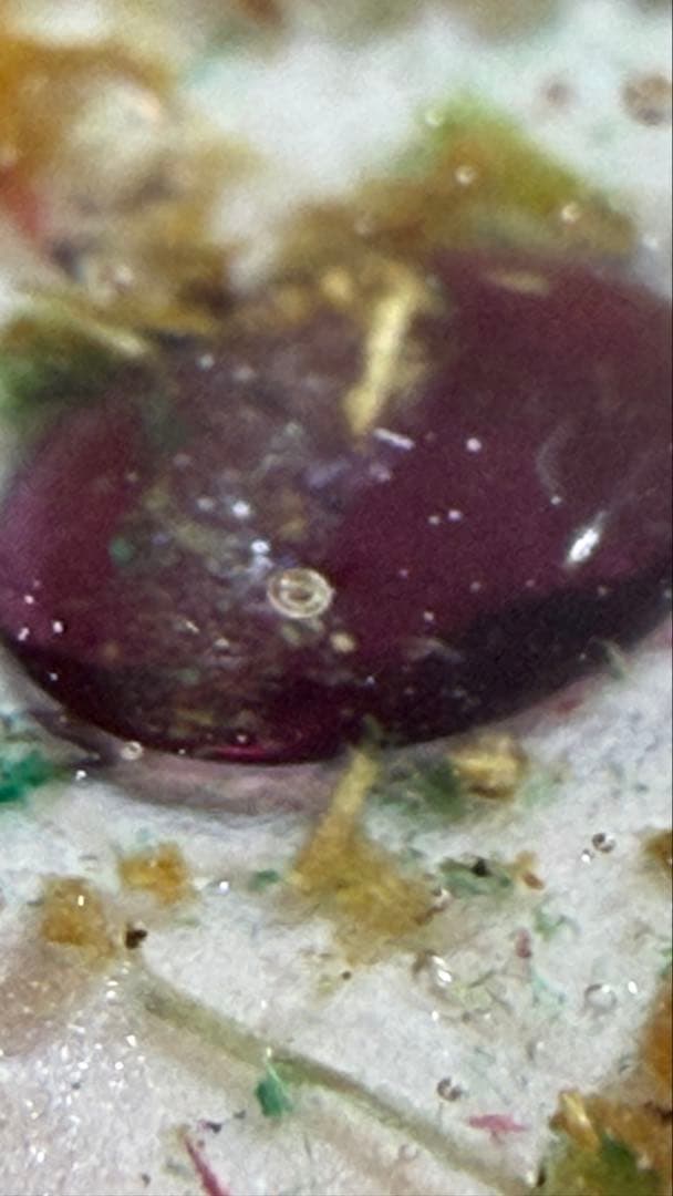 はち Xmas限定スペシャルセット✨