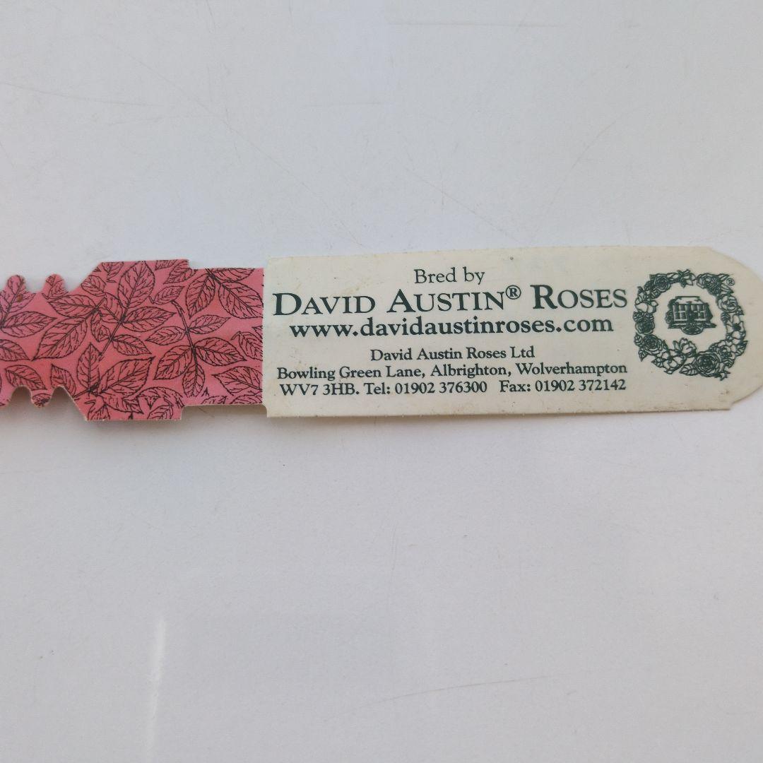 ★正規ラベル付き★　シャリファアスマ　国産接木大苗