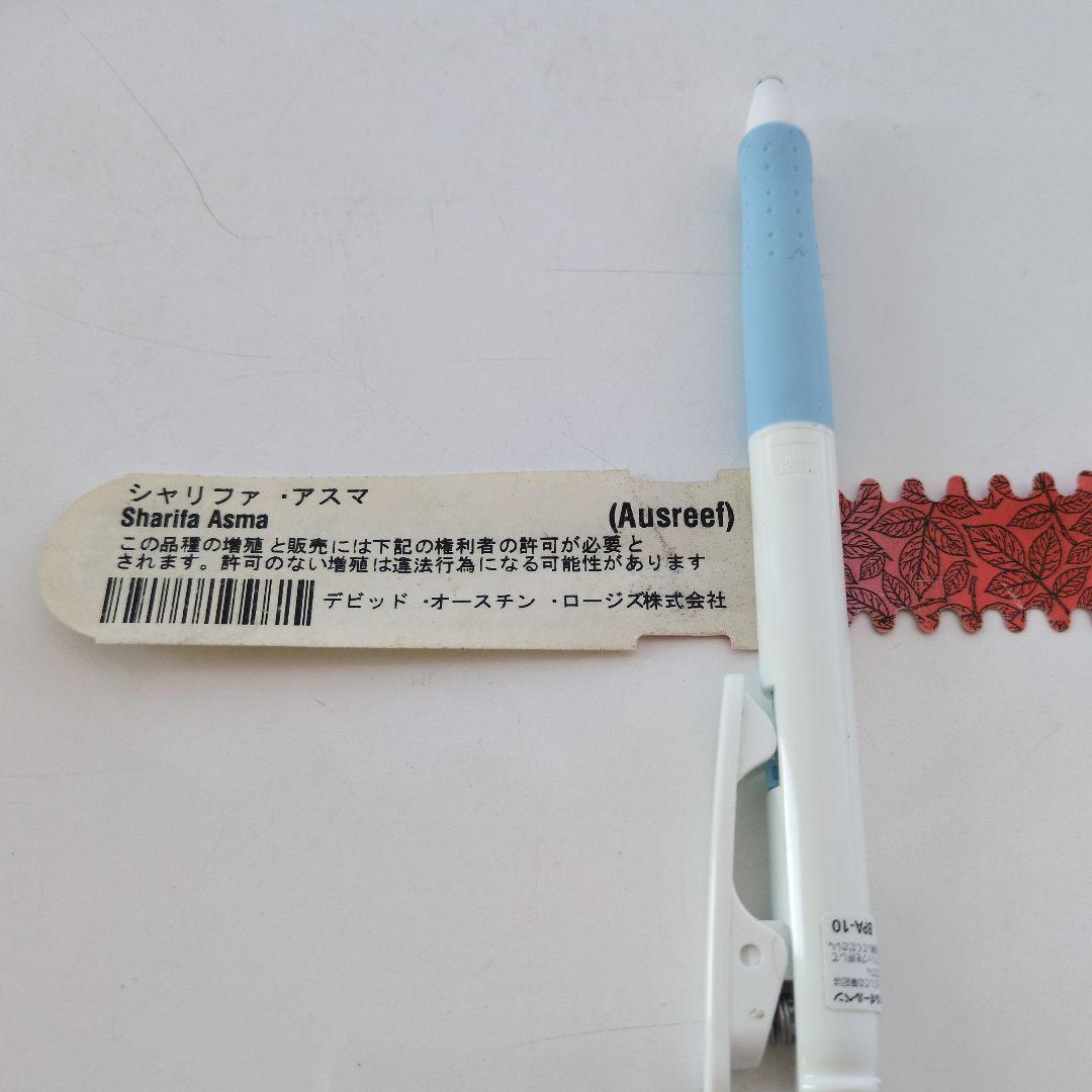 ★正規ラベル付き★　シャリファアスマ　国産接木大苗