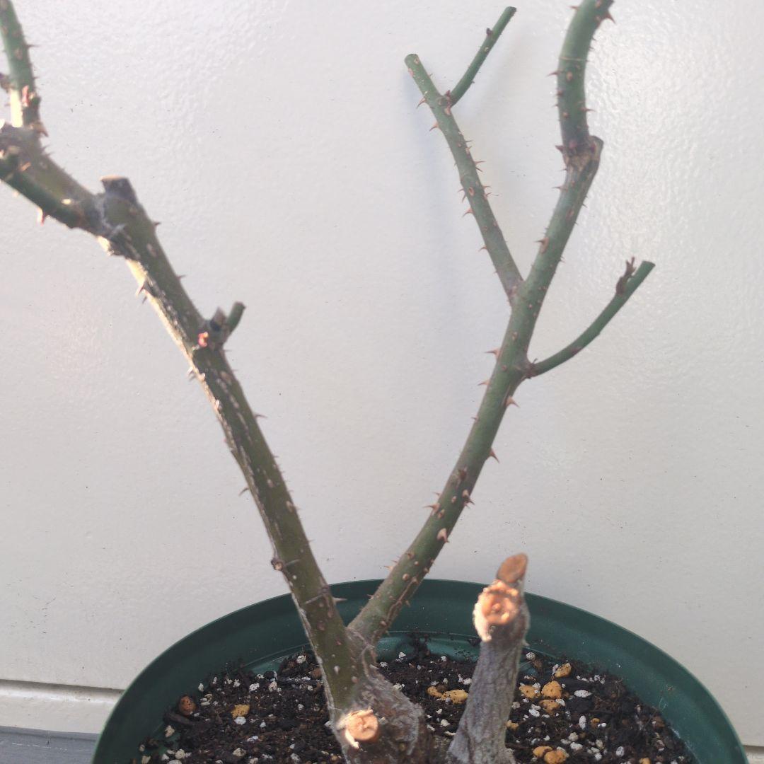 ★正規ラベル付き★　シャリファアスマ　国産接木大苗