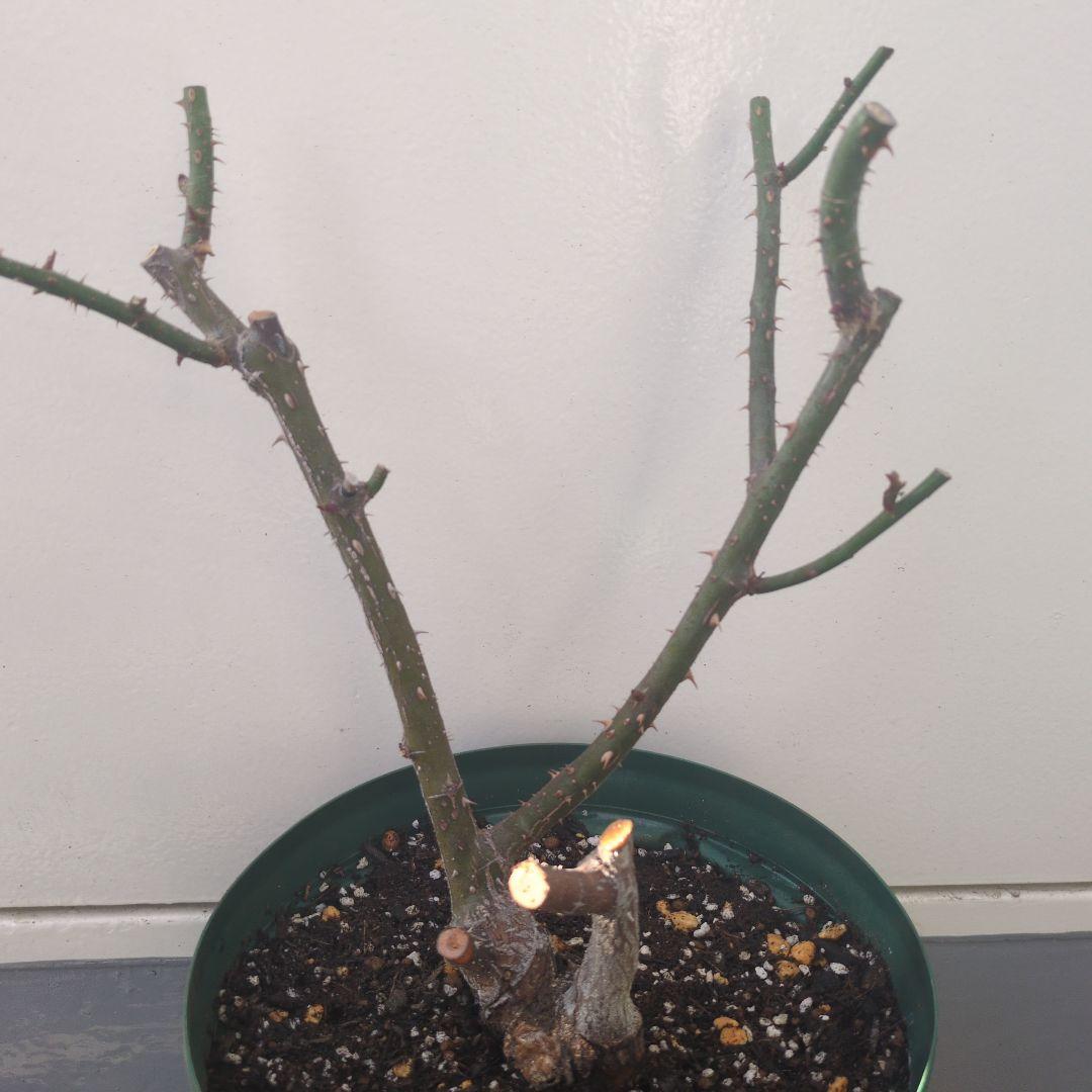 ★正規ラベル付き★　シャリファアスマ　国産接木大苗