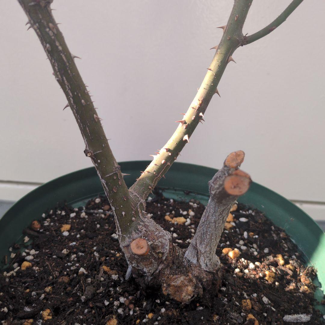 ★正規ラベル付き★　シャリファアスマ　国産接木大苗