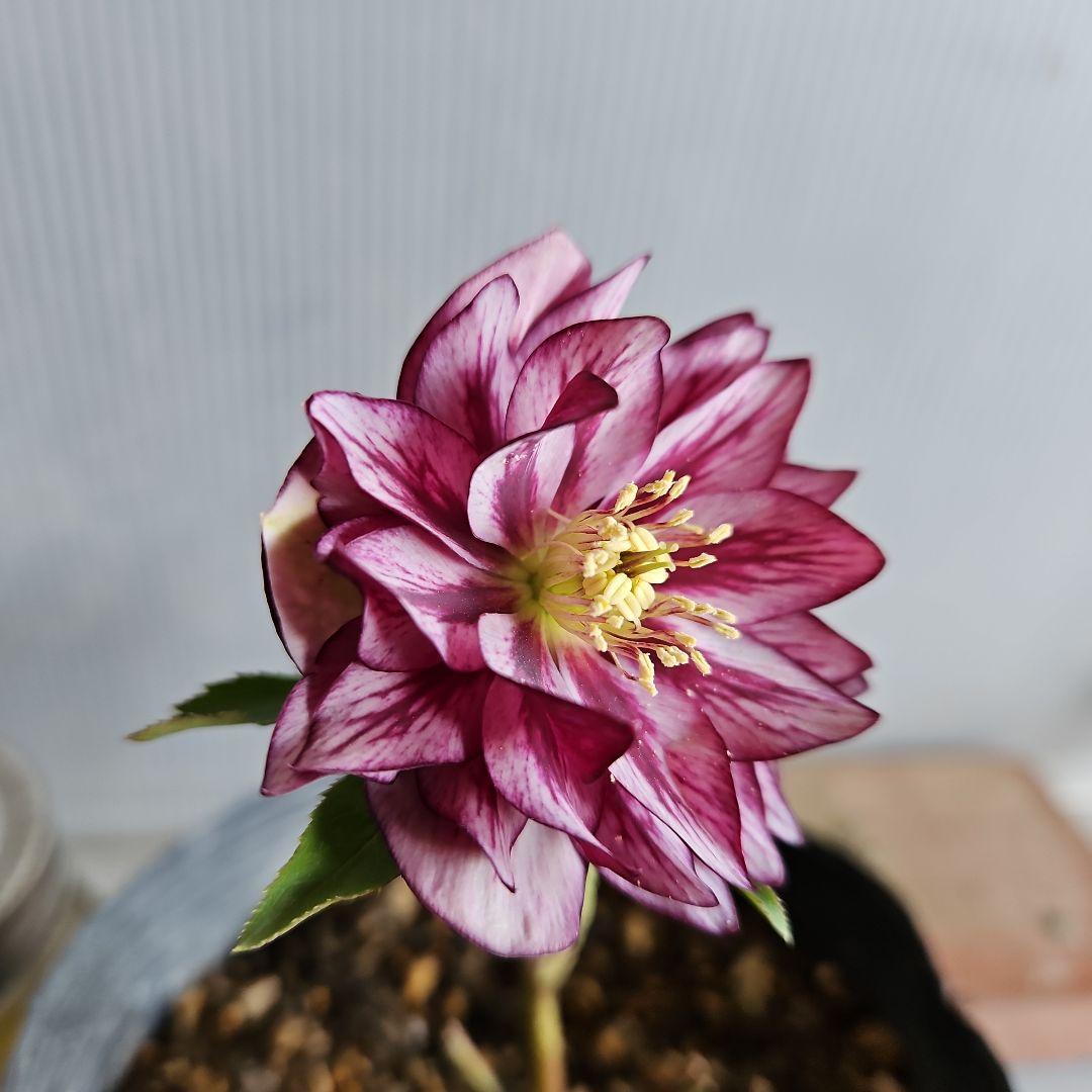 のぶさん様お取り置き苗㉖-350クリスマスローズ