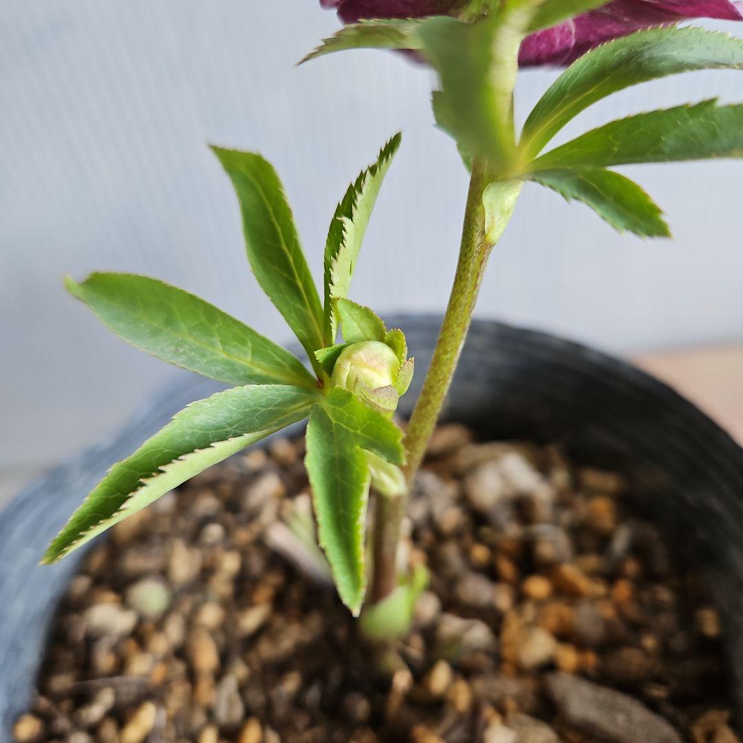 のぶさん様お取り置き苗㉖-350クリスマスローズ